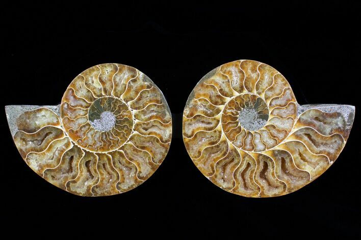 Cut & Polished Ammonite Fossil - Agatized #72927